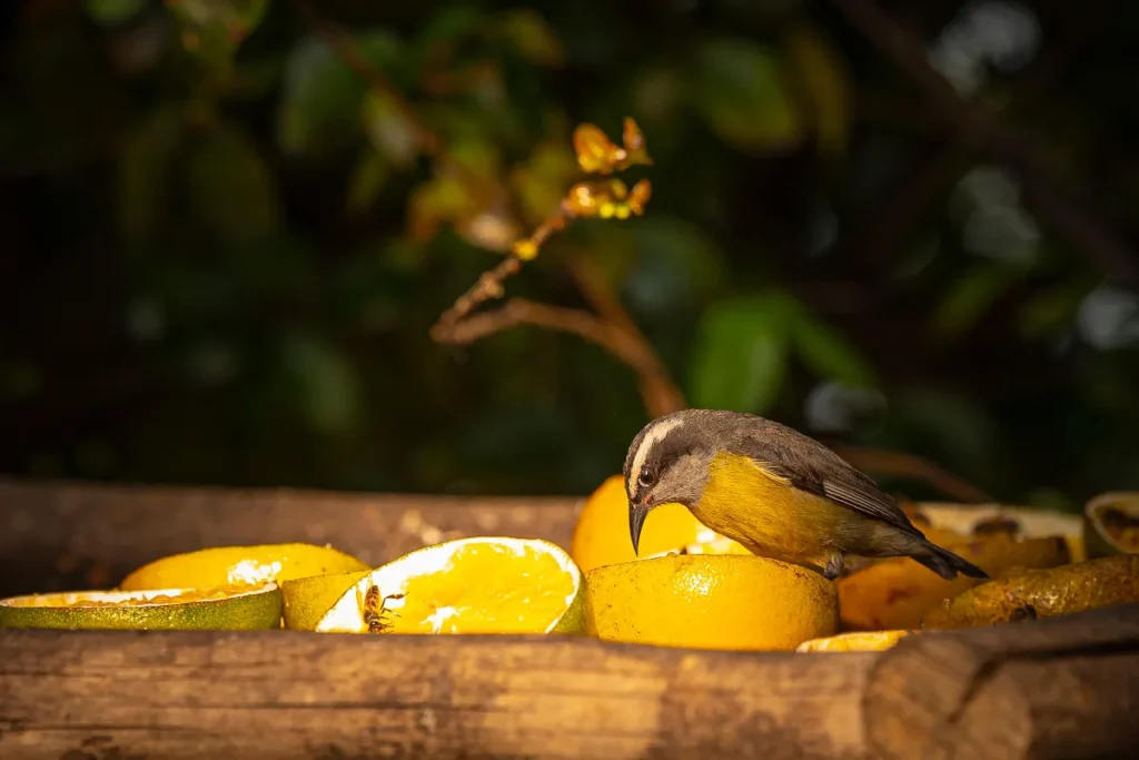 pagina-extra-3-slider-1-imagem-capa-21-Qm7PnZEr4f